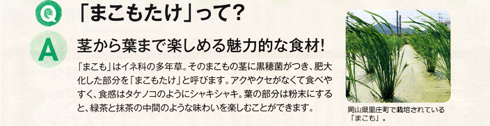 まこもたけって?