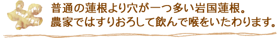 普通の蓮根より穴が一つ多い岩国蓮根。農家ではすりおろして飲んで喉をいたわります。