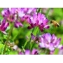 九州の蜂みつ ＜れんげ＞蜂蜜　2個セット