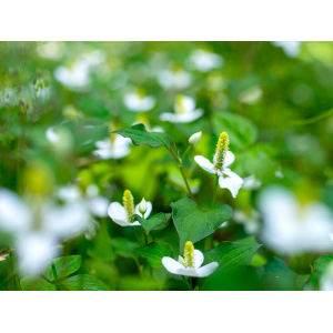 野草茶房 どくだみ茶 ティーバッグ　6袋セット