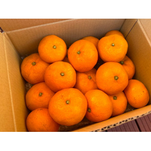 グリグリーン農園の温州みかん